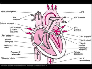 http://mmspf.msdonline.com.br/pacientes/manual_merck/secao_03/images/cap14_fig1.gif
 