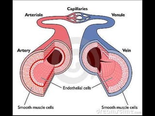 Sistema Cardiovascular