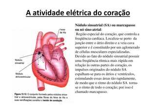 A atividade elétrica do coração
Nódulo sinoatrial (SA) ou marcapasso
ou nó sino-atrial:
Região especial do coração, que controla a
freqüência cardíaca. Localiza-se perto da
junção entre o átrio direito e a veia cava
superior e é constituído por um aglomerado
de células musculares especializadas.
Devido ao fato do nódulo sinoatrial possuirDevido ao fato do nódulo sinoatrial possuir
uma freqüência rítmica mais rápida em
relação às outras partes do coração, os
impulsos originados do nódulo SA
espalham-se para os átrios e ventrículos,
estimulando essas áreas tão rapidamente,
de modo que o ritmo do nódulo SA torna-
se o ritmo de todo o coração; por isso é
chamado marcapasso.
 