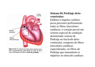 Sistema De Purkinje átrio-
ventricular:
Embora o impulso cardíaco
possa percorrer perfeitamente
todas as fibras musculares
cardíacas, o coração possui um
sistema especial de conduçãosistema especial de condução
denominado sistema de
Purkinje ou fascículo átrio-
ventricular, composto de fibras
musculares cardíacas
especializadas, ou fibras de
Purkinje que transmitem os
impulsos no músculo cardíaco.
 