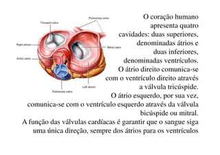 O coração humano
apresenta quatro
cavidades: duas superiores,
denominadas átrios e
duas inferiores,
denominadas ventrículos.
O átrio direito comunica-se
com o ventrículo direito atravéscom o ventrículo direito através
a válvula tricúspide.
O átrio esquerdo, por sua vez,
comunica-se com o ventrículo esquerdo através da válvula
bicúspide ou mitral.
A função das válvulas cardíacas é garantir que o sangue siga
uma única direção, sempre dos átrios para os ventrículos
 