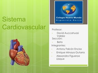 Sistema
Cardiovascular
Integrantes:
• Antony Falcón Enciso
• Enrique Minaya Gutarra
• Alexandra Figueroa
Llaque
Sección:
• Beta
Profesor:
• David Auccahuasi
Valdez
 