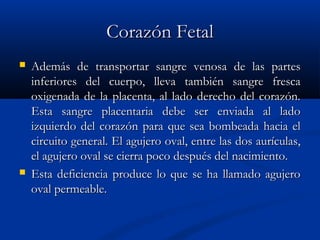 Corazón FetalCorazón Fetal
 Además de transportar sangre venosa de las partesAdemás de transportar sangre venosa de las partes
inferiores del cuerpo, lleva también sangre frescainferiores del cuerpo, lleva también sangre fresca
oxigenada de la placenta, al lado derecho del corazón.oxigenada de la placenta, al lado derecho del corazón.
Esta sangre placentaria debe ser enviada al ladoEsta sangre placentaria debe ser enviada al lado
izquierdo del corazón para que sea bombeada hacia elizquierdo del corazón para que sea bombeada hacia el
circuito general. El agujero oval, entre las dos aurículas,circuito general. El agujero oval, entre las dos aurículas,
el agujero oval se cierra poco después del nacimiento.el agujero oval se cierra poco después del nacimiento.
 Esta deficiencia produce lo que se ha llamado agujeroEsta deficiencia produce lo que se ha llamado agujero
oval permeable.oval permeable.
 
