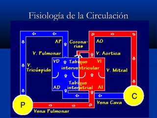 Fisiología de la CirculaciónFisiología de la Circulación
 