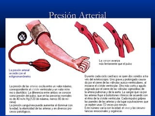 Presión ArterialPresión Arterial
 