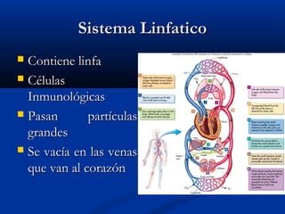 Sistema LinfaticoSistema Linfatico
 Contiene linfaContiene linfa
 CélulasCélulas
InmunológicasInmunológicas
 Pasan partículasPasan partículas
grandesgrandes
 Se vacía en las venasSe vacía en las venas
que van al corazónque van al corazón
 
