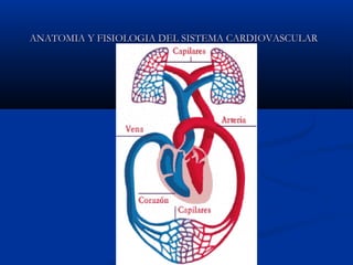 ANATOMIA Y FISIOLOGIA DEL SISTEMA CARDIOVASCULARANATOMIA Y FISIOLOGIA DEL SISTEMA CARDIOVASCULAR
 