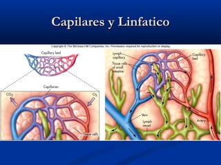 Capilares y LinfaticoCapilares y Linfatico
 