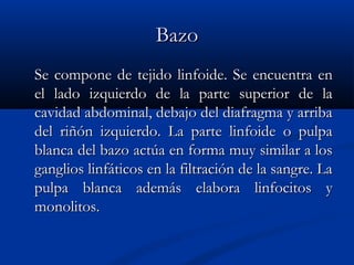 BazoBazo
Se compone de tejido linfoide. Se encuentra enSe compone de tejido linfoide. Se encuentra en
el lado izquierdo de la parte superior de lael lado izquierdo de la parte superior de la
cavidad abdominal, debajo del diafragma y arribacavidad abdominal, debajo del diafragma y arriba
del riñón izquierdo. La parte linfoide o pulpadel riñón izquierdo. La parte linfoide o pulpa
blanca del bazo actúa en forma muy similar a losblanca del bazo actúa en forma muy similar a los
ganglios linfáticos en la filtración de la sangre. Laganglios linfáticos en la filtración de la sangre. La
pulpa blanca además elabora linfocitos ypulpa blanca además elabora linfocitos y
monolitos.monolitos.
 