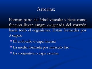 Arterias:Arterias:
Forman parte del árbol vascular y tiene comoForman parte del árbol vascular y tiene como
función llevar sangre oxigenada del corazónfunción llevar sangre oxigenada del corazón
hacia todo el organismo. Están formadas porhacia todo el organismo. Están formadas por
3 capas:3 capas:
 El endotelio o capa internaEl endotelio o capa interna
 La media formada por músculo lisoLa media formada por músculo liso
 La conjuntiva o capa externaLa conjuntiva o capa externa
 