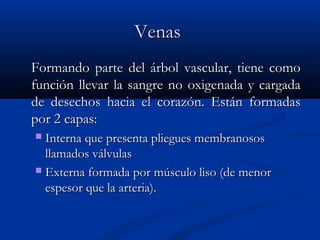VenasVenas
Formando parte del árbol vascular, tiene comoFormando parte del árbol vascular, tiene como
función llevar la sangre no oxigenada y cargadafunción llevar la sangre no oxigenada y cargada
de desechos hacia el corazón. Están formadasde desechos hacia el corazón. Están formadas
por 2 capas:por 2 capas:
 Interna que presenta pliegues membranososInterna que presenta pliegues membranosos
llamados válvulasllamados válvulas
 Externa formada por músculo liso (de menorExterna formada por músculo liso (de menor
espesor que la arteria).espesor que la arteria).
 