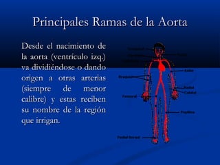 Principales Ramas de la AortaPrincipales Ramas de la Aorta
Desde el nacimiento deDesde el nacimiento de
la aorta (ventrículo izq.)la aorta (ventrículo izq.)
va dividiéndose o dandova dividiéndose o dando
origen a otras arteriasorigen a otras arterias
(siempre de menor(siempre de menor
calibre) y estas recibencalibre) y estas reciben
su nombre de la regiónsu nombre de la región
que irrigan.que irrigan.
 