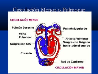 Circulación Menor o PulmonarCirculación Menor o Pulmonar
 