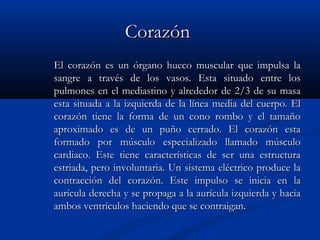 CorazónCorazón
El corazón es un órgano hueco muscular que impulsa laEl corazón es un órgano hueco muscular que impulsa la
sangre a través de los vasos. Esta situado entre lossangre a través de los vasos. Esta situado entre los
pulmones en el mediastino y alrededor de 2/3 de su masapulmones en el mediastino y alrededor de 2/3 de su masa
esta situada a la izquierda de la línea media del cuerpo. Elesta situada a la izquierda de la línea media del cuerpo. El
corazón tiene la forma de un cono rombo y el tamañocorazón tiene la forma de un cono rombo y el tamaño
aproximado es de un puño cerrado. El corazón estaaproximado es de un puño cerrado. El corazón esta
formado por músculo especializado llamado músculoformado por músculo especializado llamado músculo
cardiaco. Este tiene características de ser una estructuracardiaco. Este tiene características de ser una estructura
estriada, pero involuntaria. Un sistema eléctrico produce laestriada, pero involuntaria. Un sistema eléctrico produce la
contracción del corazón. Este impulso se inicia en lacontracción del corazón. Este impulso se inicia en la
aurícula derecha y se propaga a la aurícula izquierda y haciaaurícula derecha y se propaga a la aurícula izquierda y hacia
ambos ventrículos haciendo que se contraigan.ambos ventrículos haciendo que se contraigan.
 