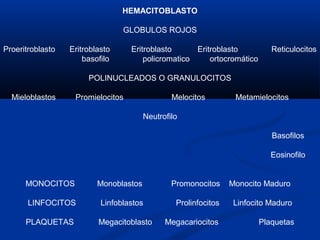 HEMACITOBLASTO
GLOBULOS ROJOS
Proeritroblasto Eritroblasto Eritroblasto Eritroblasto Reticulocitos
basofilo policromatico ortocromático
POLINUCLEADOS O GRANULOCITOS
Mieloblastos Promielocitos Melocitos Metamielocitos
Neutrofilo
Basofilos
Eosinofilo
MONOCITOS Monoblastos Promonocitos Monocito Maduro
LINFOCITOS Linfoblastos Prolinfocitos Linfocito Maduro
PLAQUETAS Megacitoblasto Megacariocitos Plaquetas
 
