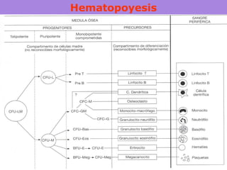 Hematopoyesis
 