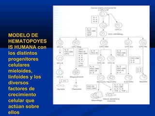 MODELO DE
HEMATOPOYES
IS HUMANA con
los distintos
progenitores
celulares
mieloides,
linfoides y los
diversos
factores de
crecimiento
celular que
actúan sobre
ellos
 
