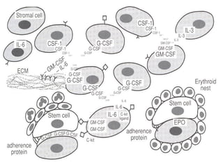 Sistema cardiovascular