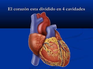 El corazón esta dividido en 4 cavidadesEl corazón esta dividido en 4 cavidades
 