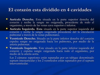 El corazón esta dividido en 4 cavidadesEl corazón esta dividido en 4 cavidades
 Aurícula Derecha.Aurícula Derecha. Esta situada en la parte superior derecha delEsta situada en la parte superior derecha del
corazón y recibe la sangre no oxigenada, procedente de todo elcorazón y recibe la sangre no oxigenada, procedente de todo el
organismo, a través de las venas cava superior e inferior.organismo, a través de las venas cava superior e inferior.
 Aurícula Izquierda. EstaAurícula Izquierda. Esta situada en la parte superior izquierda delsituada en la parte superior izquierda del
corazón y recibe la sangre oxigenada procedente del la circulacióncorazón y recibe la sangre oxigenada procedente del la circulación
pulmonar a través de la venas pulmonares.pulmonar a través de la venas pulmonares.
 Ventrículo Derecho.Ventrículo Derecho. Situado en la parte inferior derecha del corazónSituado en la parte inferior derecha del corazón
expulsa sangre no oxigenada hacia los pulmones, por medio de laexpulsa sangre no oxigenada hacia los pulmones, por medio de la
arteria pulmonar.arteria pulmonar.
 Ventrículo Izquierdo.Ventrículo Izquierdo. Este situado en la parte inferior izquierda delEste situado en la parte inferior izquierda del
corazón y expulsa sangre oxigenada hacia todo el organismo, porcorazón y expulsa sangre oxigenada hacia todo el organismo, por
medio de la arteria aorta.medio de la arteria aorta.
Las 2 cámaras superiores están separadas por un tabique denominadoLas 2 cámaras superiores están separadas por un tabique denominado
septum interauricular y los 2 ventrículos están separados por el septumseptum interauricular y los 2 ventrículos están separados por el septum
interventricular.interventricular.
 