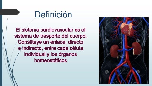 sistema cardiovascular sistema cardiovasculares
