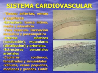 SISTEMA CARDIOVASCULAR
• Vasos: arterias, venas
y capilares
•Estructura: túnica íntima,
media y adventicia
•Vasa vasorum. Inervación
simpática y parasimpática
•Arterias elásticas
(conducción), musculares
(distribución) y arteriolas.
•Estructuras sensoriales
arteriales
•Capilares continuos,
fenestrados y sinusoidales
•Vénulas, venas pequeñas,
medianas y grandes. Linfát
 