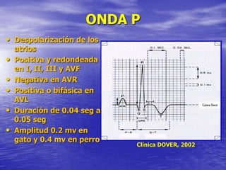 ONDA P
• Despolarización de los
atrios
• Positiva y redondeada
en I, II, III y AVF
• Negativa en AVR
• Positiva o bifásica en
AVL
• Duración de 0.04 seg a
0.05 seg
• Amplitud 0.2 mv en
gato y 0.4 mv en perro
Clínica DOVER, 2002
 