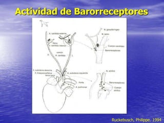 Actividad de Barorreceptores
Ruckebusch, Philippe. 1994
 