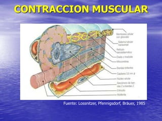 CONTRACCION MUSCULAR
Fuente: Lossnitzer, Pfennigsdorf, Bräuer, 1985
 