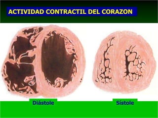 ACTIVIDAD CONTRACTIL DEL CORAZON
Diástole Sístole
 