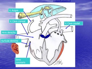 V. Acigos
V. Cava craneal
V. Cava caudal
Atrio derecho
Aurícula derecha
Seno
coronario
Ismael.anato.cl
 