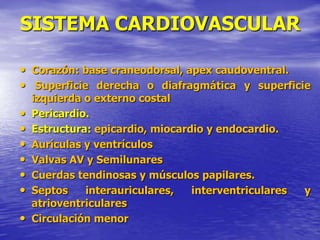 SISTEMA CARDIOVASCULAR
• Corazón: base craneodorsal, apex caudoventral.
• Superficie derecha o diafragmática y superficie
izquierda o externo costal
• Pericardio.
• Estructura: epicardio, miocardio y endocardio.
• Aurículas y ventrículos
• Valvas AV y Semilunares
• Cuerdas tendinosas y músculos papilares.
• Septos interauriculares, interventriculares y
atrioventriculares
• Circulación menor
 