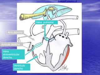 Atrio derecho
Ventrículo
derecho
Aurícula derecha
Valva
atrioventricular
derecha.
Valva pulmonar
Ismael.anato.cl
 