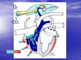 Sístole
O2
CO2
(+)
Ismael.anato.cl
 