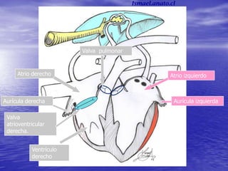 Atrio derecho
Ventrículo
derecho
Atrio izquierdo
Aurícula derecha Aurícula izquierda
Valva
atrioventricular
derecha.
Valva pulmonar
Ismael.anato.cl
 