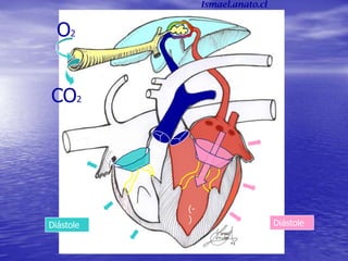 O2
CO2
Diástole Diástole
(-
)
Ismael.anato.cl
 