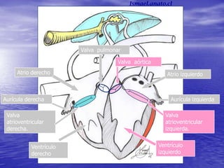 Atrio derecho
Ventrículo
derecho
Atrio izquierdo
Ventrículo
izquierdo
Aurícula derecha Aurícula izquierda
Valva
atrioventricular
derecha.
Valva pulmonar
Valva aórtica
Valva
atrioventricular
izquierda.
Ismael.anato.cl
 