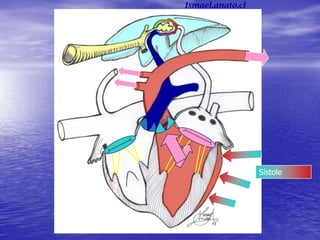 Sístole
(+)
Ismael.anato.cl
 