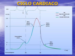CICLO CARDIACO
 