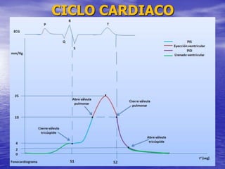 CICLO CARDIACO
 