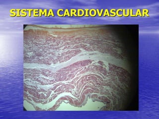 SISTEMA CARDIOVASCULAR
 
