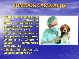 SONIDOS CARDIACOS
• “lubb”: cierre valvas AV,
durante contracción
fibras musculares de
ventrículos, llenado de
grandes vasos. (S1)
• “dup”: por vibraciones de
las paredes vasculares,
columnas de sangre y
valvas semilunares
cerradas. (S2)
• Válvulas izq cierran 1°,
válvulas der abren 1°
 