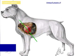 Canino/ canine Ismael.anato.cl
 