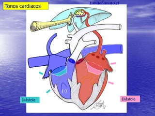 Diástole Diástole
(-
)
Tonos cardiacos
(-)
Ismael.anato.cl
 