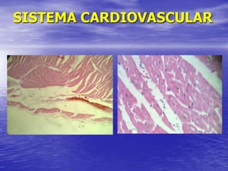 SISTEMA CARDIOVASCULAR
 