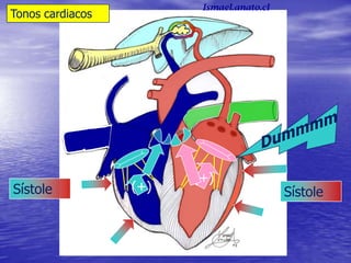 Tonos cardiacos
SístoleSístole (+)
(+)
Ismael.anato.cl
 