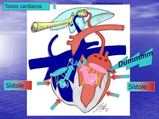 Tonos cardiacos
SístoleSístole (+)
(+)
Ismael.anato.cl
 