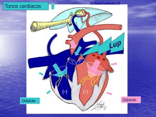 Tonos cardiacos
(-) (-)
Diástole Diástole
Ismael.anato.cl
 