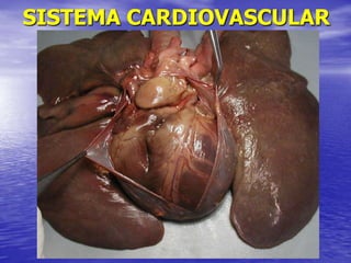 SISTEMA CARDIOVASCULAR
 