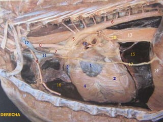 1
2
3
4
5
6
8
9
10
11
13
12
14
15
16
17
18
7
DERECHA
 